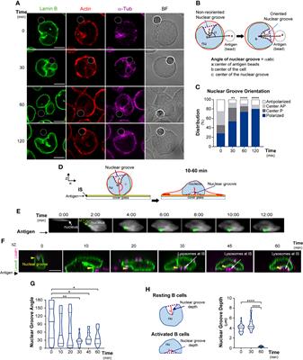 Frontiers | B Cells Adapt Their Nuclear Morphology To Organize The ...